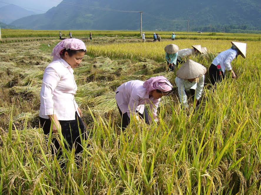 Cánh đồng Mường Than - một trong những vùng lúa được tập trung phát triển theo Đề án Phát triển hạ tầng thiết yếu các khu sản xuất hàng hóa nông nghiệp tập trung giai đoạn 2016-2020. Trong ảnh: Nông dân xã Mường Than thu hoạch lúa mùa.