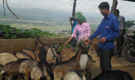 Người dân huyện Tân Uyên chăm sóc đàn dê phát triển kinh tế gia đình