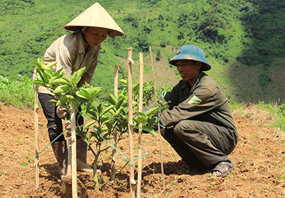 Người dân tái định cư Thủy điện Sơn La ở xã Lê Lợi (huyện Nậm Nhùn) chăm sóc cây cam thuộc dự án trồng cây ăn quả lâu năm trên địa bàn.