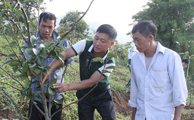 Cán bộ khuyến nông xã Giang Ma (huyện Tam Đường) hướng dẫn bà con kỹ thuật chăm sóc cây lê.