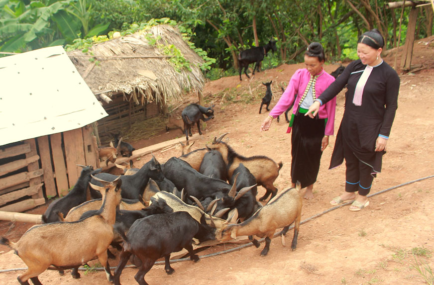 Nhờ tuyên truyền, vận động nhiều hộ dân xã Pa Khóa (huyện Sìn Hồ) mạnh dạn đầu tư vốn vào chăn nuôi sản xuất, phát triển kinh tế gia đình. Trong ảnh: chị Lò Thị Ngâu (bản Hua Ná) chăm sóc đàn dê của gia đình.