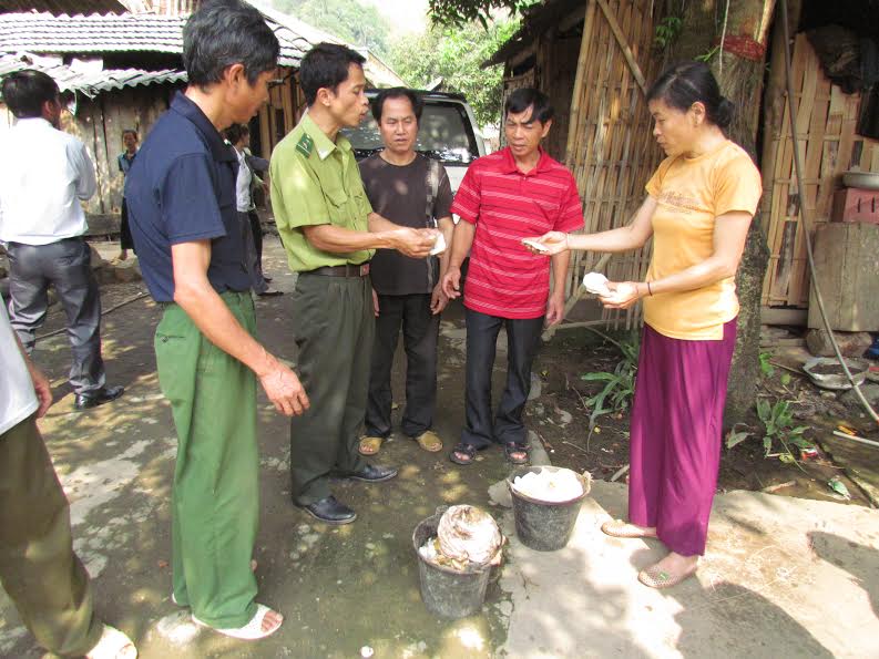 Người dân xã Hoang Thèn, huyện Phong Thổ thu hoạch mủ cao su.