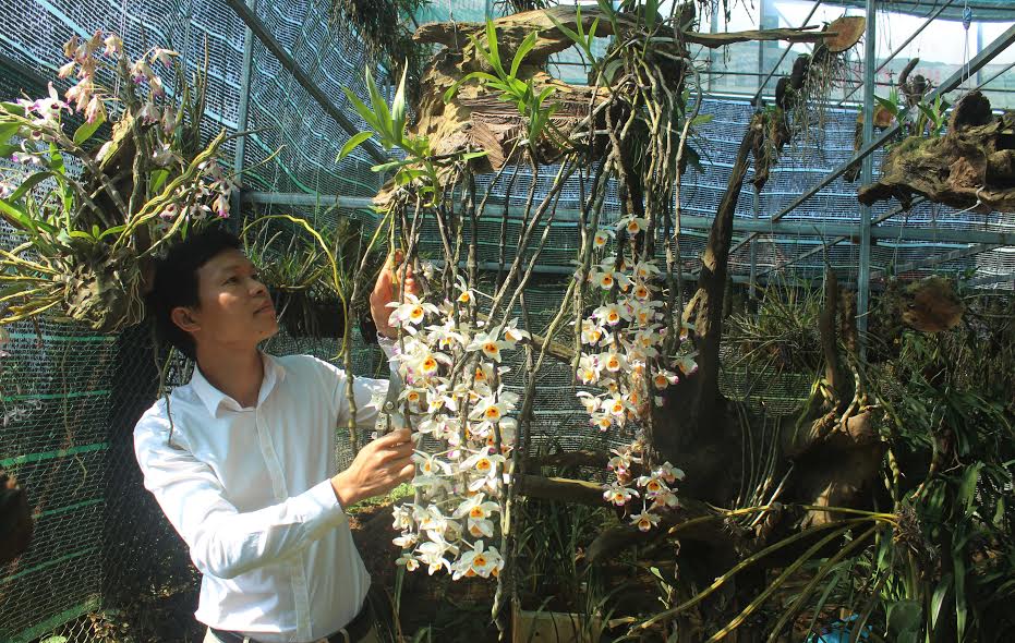 Thành viên HTX Nông nghiệp và Dịch vụ tổng hợp Quyết Tiến (thành phố Lai Châu) kiểm tra sự phát triển của hoa phong lan.