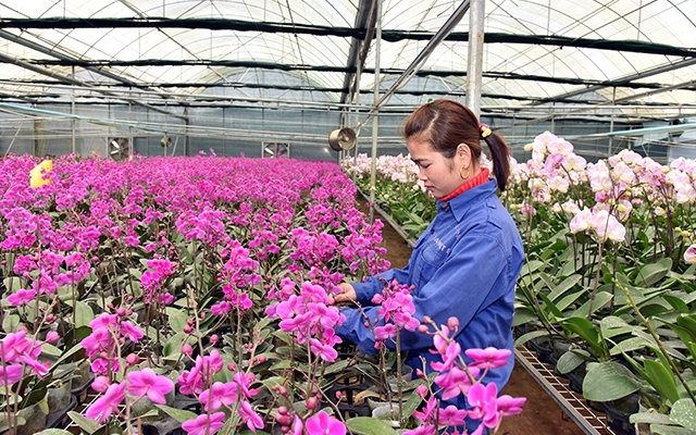 Trồng hoa lan công nghệ cao tại Công ty cổ phần Hoa nhiệt đới, ở xã Ðông Sang, huyện Mộc Châu (Sơn La). Ảnh: ÐĂNG ANH