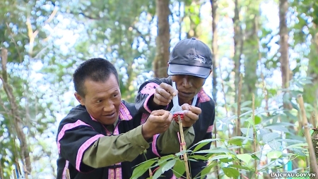Người dân La Hủ (huyện Mường Tè) dùng màng lưới bảo vệ hạt Sâm giống.