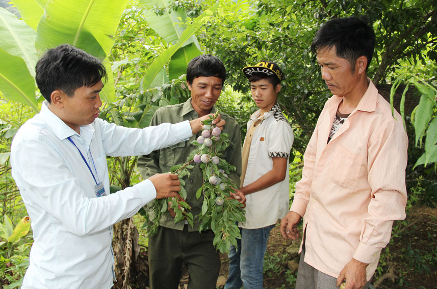 Cán bộ nông nghiệp xã Ka Lăng (huyện Mường Tè) giới thiệu về cây mận cho người dân.