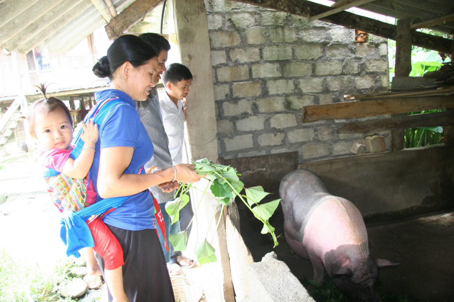  Bà con bản Lả Mường (xã Mường Cang) chăm sóc lợn Móng Cái sinh sản.