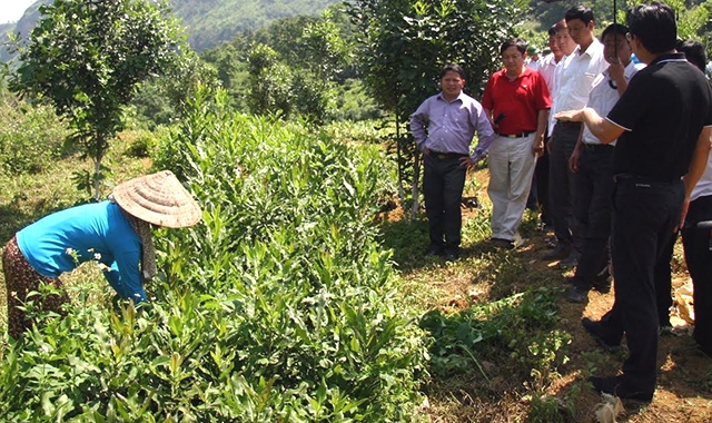 Đại diện lãnh đạo tỉnh Lai Châu và Hiệp hội Mắc-ca Việt Nam đưa các hộ nông dân tham quan vườn ươm cây mắc-ca giống của một doanh nghiệp tại huyện Phong Thổ