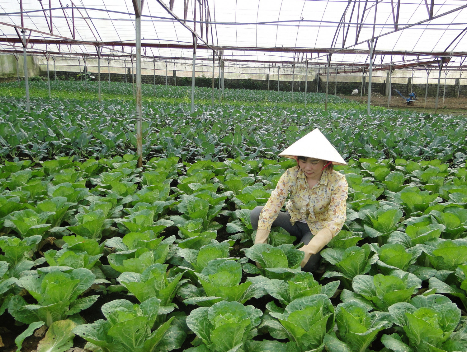 Hộ nông dân phát triển sản xuất ở thành phố Lai Châu