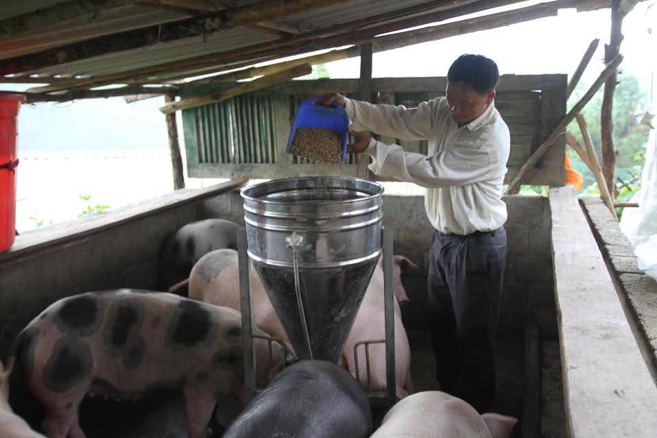 Nhờ thay đổi tư duy trong chăn nuôi, bà con bản Sin Chải (xã Khun Há, huyện Tam Đường) vươn lên giảm nghè